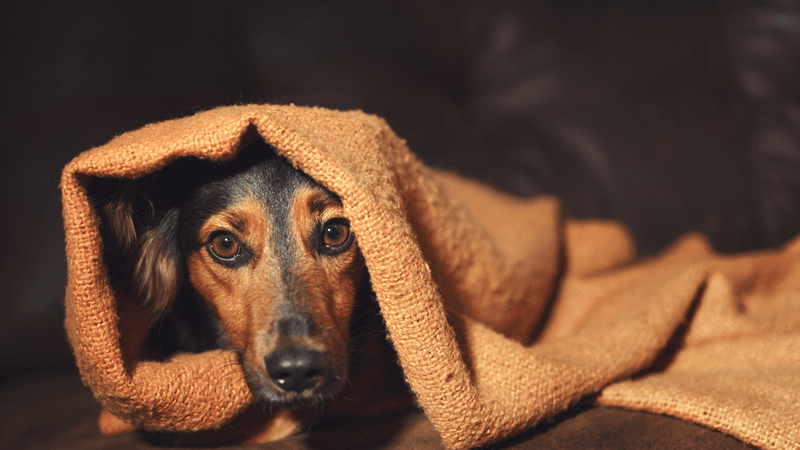 7 Highly Effective Ways to Handle Separation Anxiety in Dogs