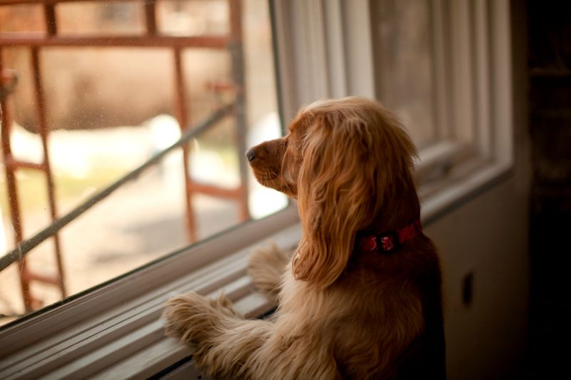 7 Highly Effective Ways to Handle Separation Anxiety in Dogs