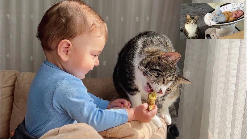 7 Important Lessons About Responsibility Kids Can Learn from Cats