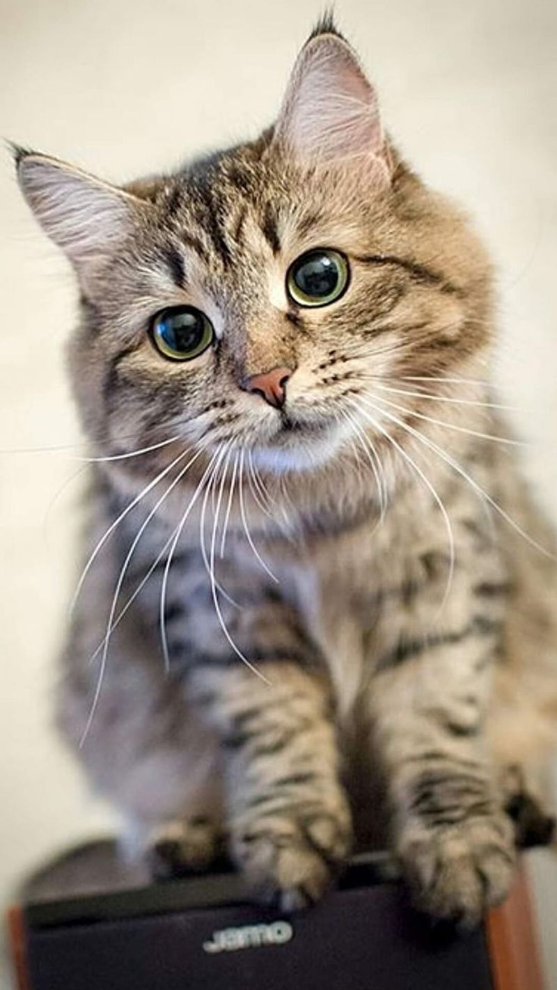 7 Reasons Why Tabby Cats Make Excellent Pets