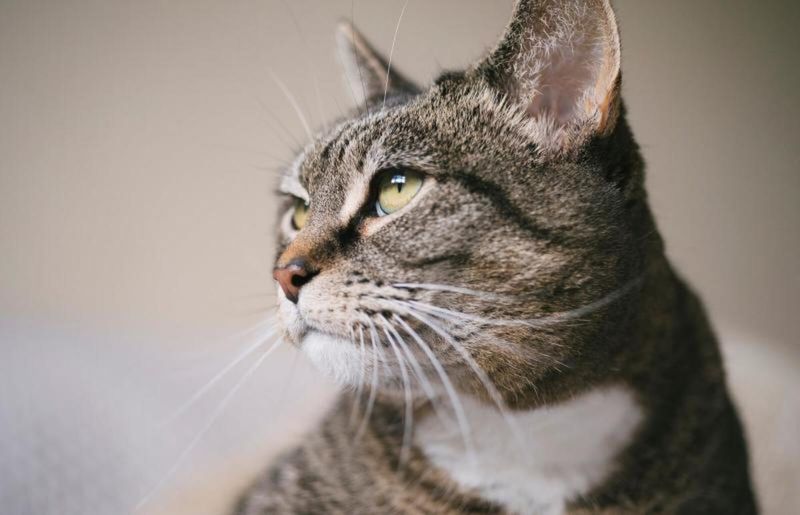 7 Reasons Why Tabby Cats Make Excellent Pets