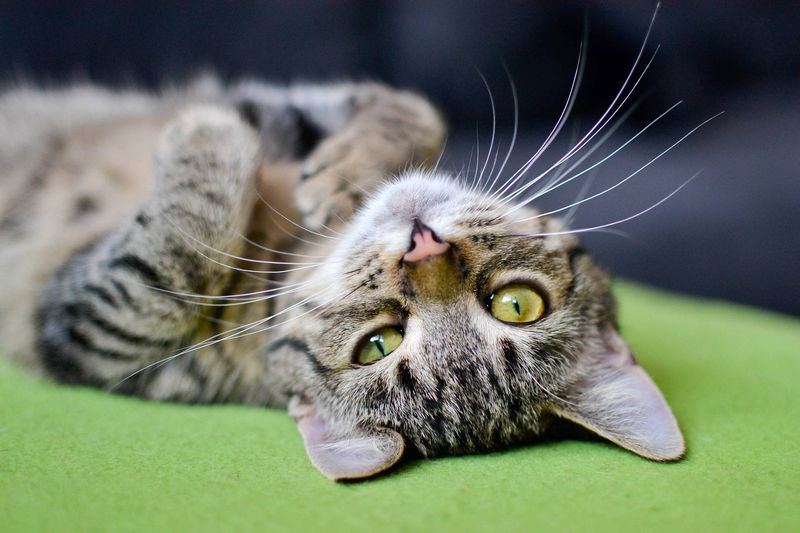 7 Reasons Why Tabby Cats Make Excellent Pets