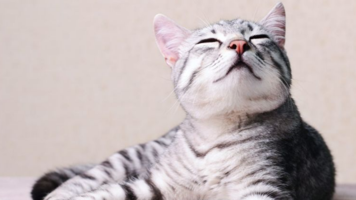 7 Reasons Why Tabby Cats Make Excellent Pets