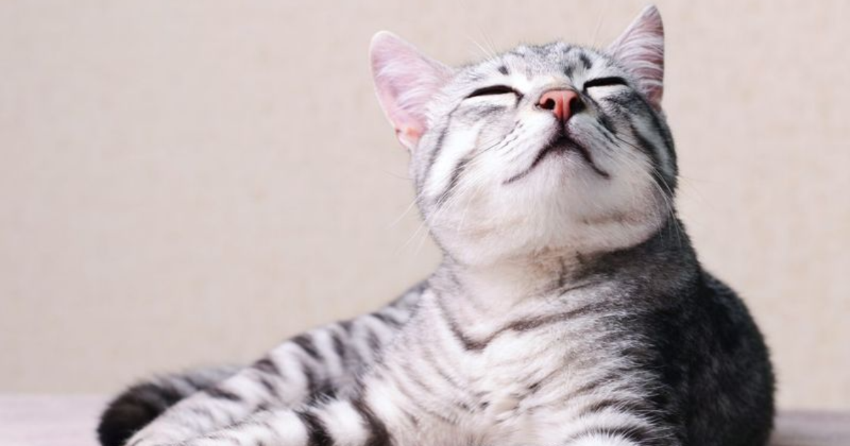 7 Reasons Why Tabby Cats Make Excellent Pets