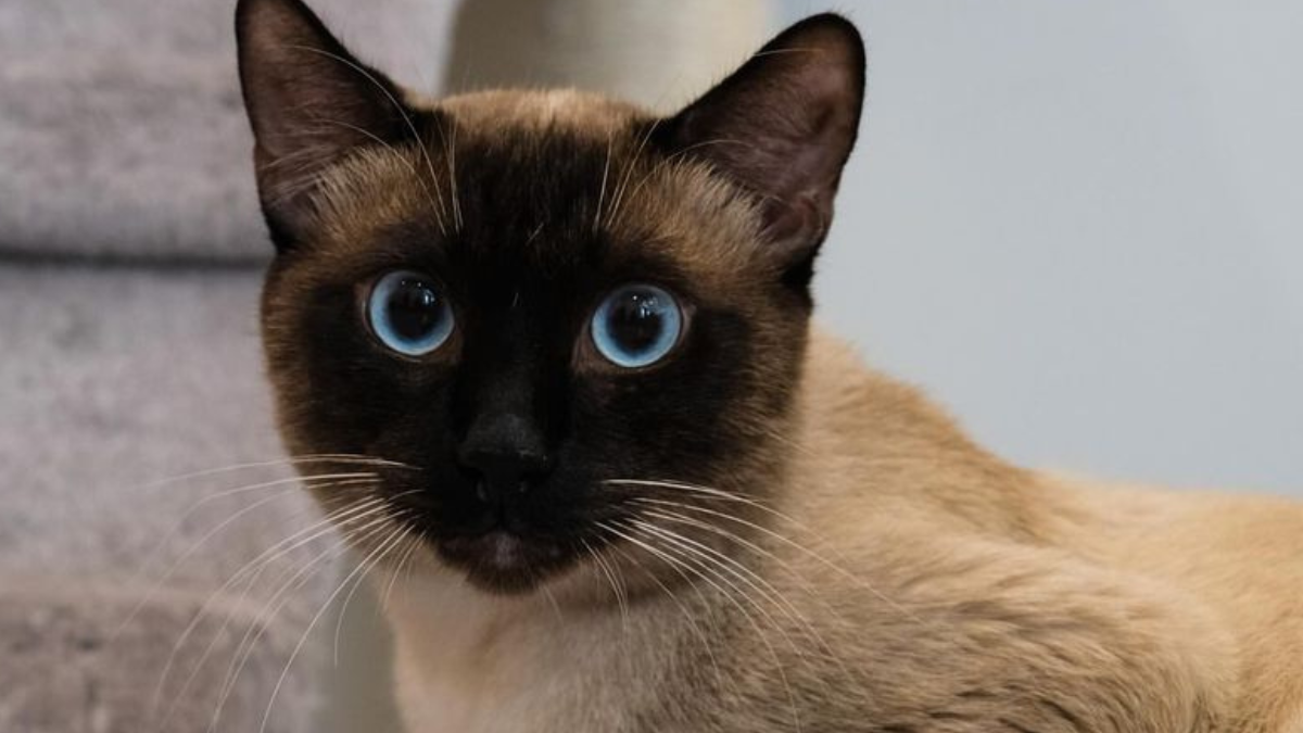 7 Types of Siamese Cats and Their Special Traits