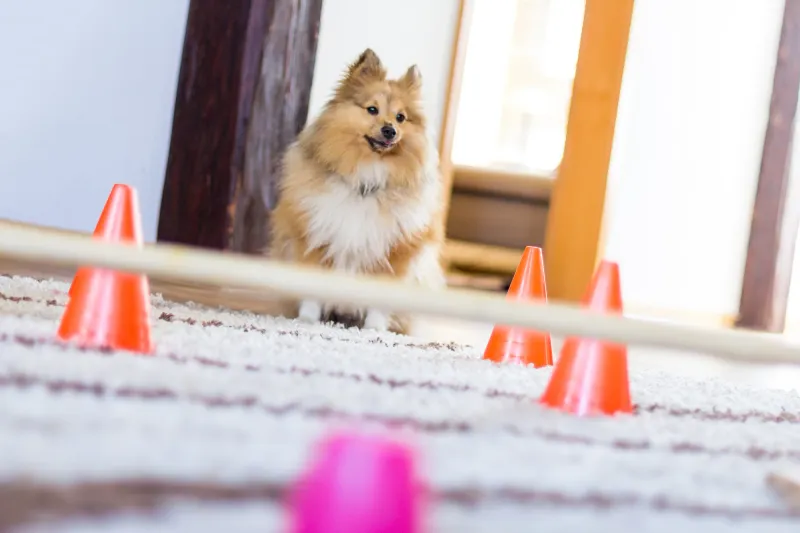 7 Ways to Keep Your Dog Active Indoors