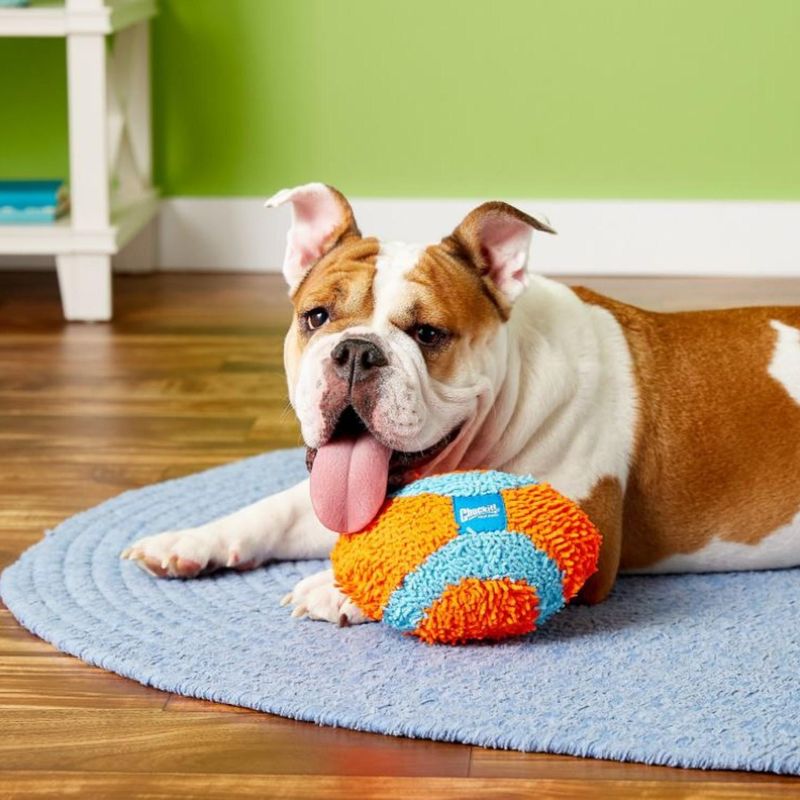 7 Ways to Keep Your Dog Active Indoors