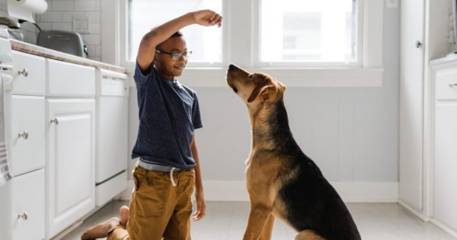 7 Ways to Keep Your Dog Active Indoors
