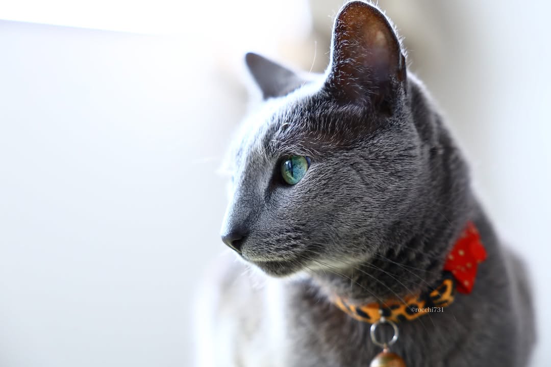 12 Mesmerizing Rare Cat Colors That Will Make You Do a Double Take