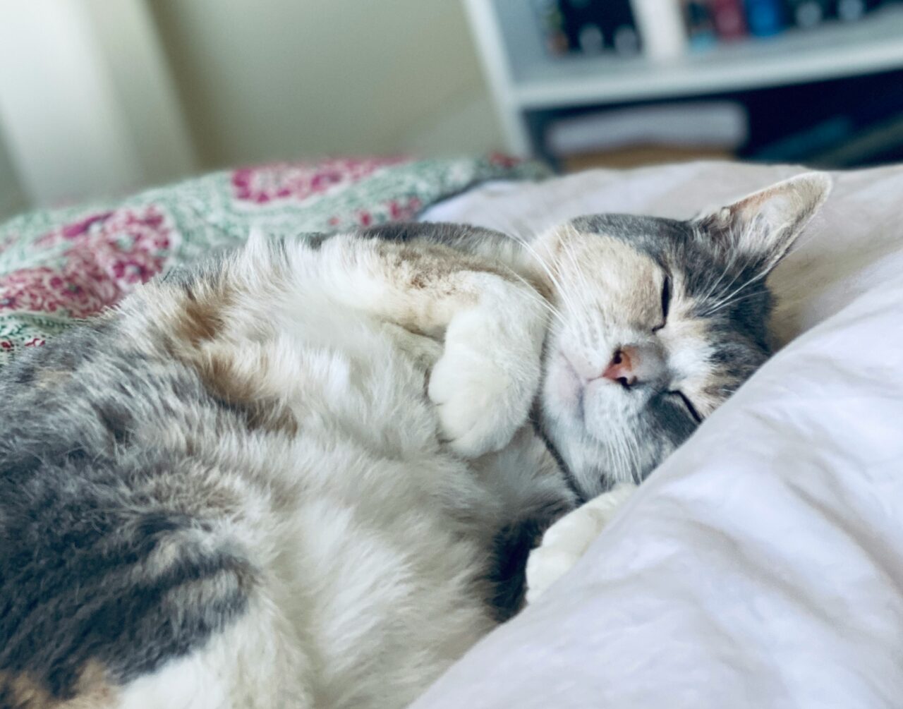 10 Surprising Ways Cats Make Your Life Healthier, According to Science