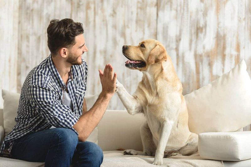 8 Amazing Benefits of Raising a Dog for Single Individuals