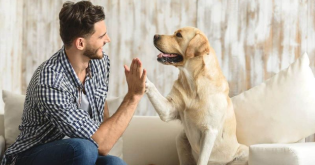 8 Amazing Benefits of Raising a Dog for Single Individuals