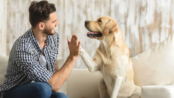 8 Amazing Benefits of Raising a Dog for Single Individuals