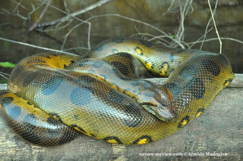 8 Amazing Snakes That Give Live Birth Instead of Laying Eggs