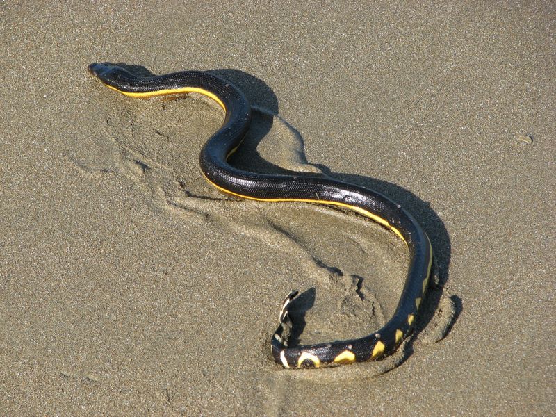 8 Amazing Snakes That Give Live Birth Instead of Laying Eggs