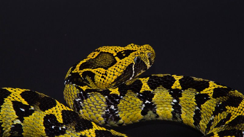 8 Amazing Snakes That Give Live Birth Instead of Laying Eggs