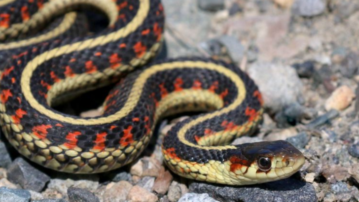 8 Amazing Snakes That Give Live Birth Instead of Laying Eggs