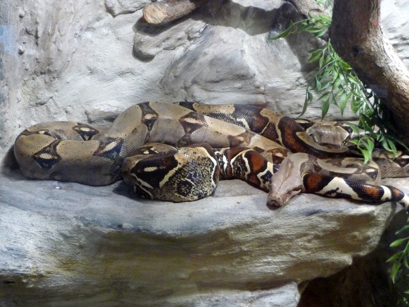 8 Amazing Snakes That Give Live Birth Instead of Laying Eggs