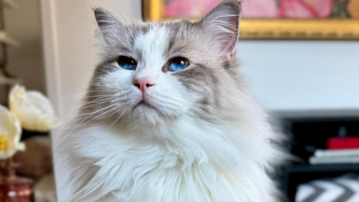 8 Cat Breeds That Are As Unique As They Look