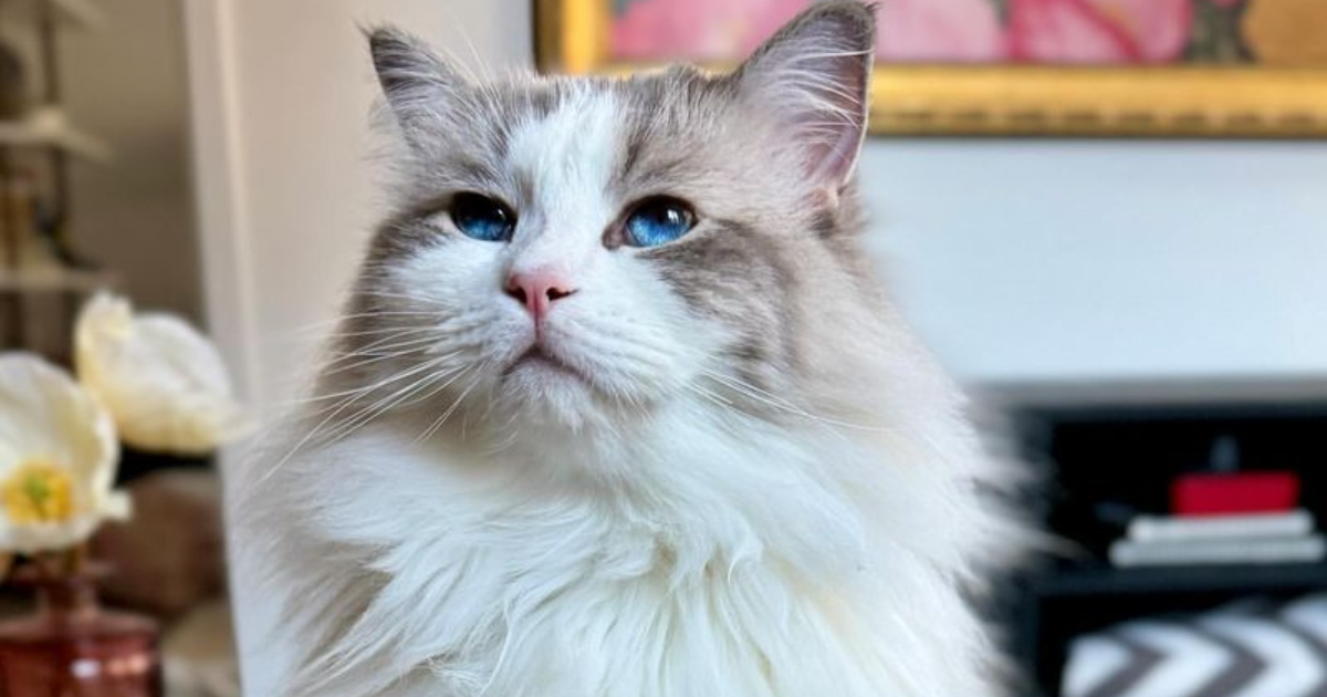 8 Cat Breeds That Are As Unique As They Look