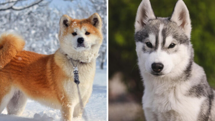 8 Dog Breeds That Are Commonly Viewed as the Most Aggressive