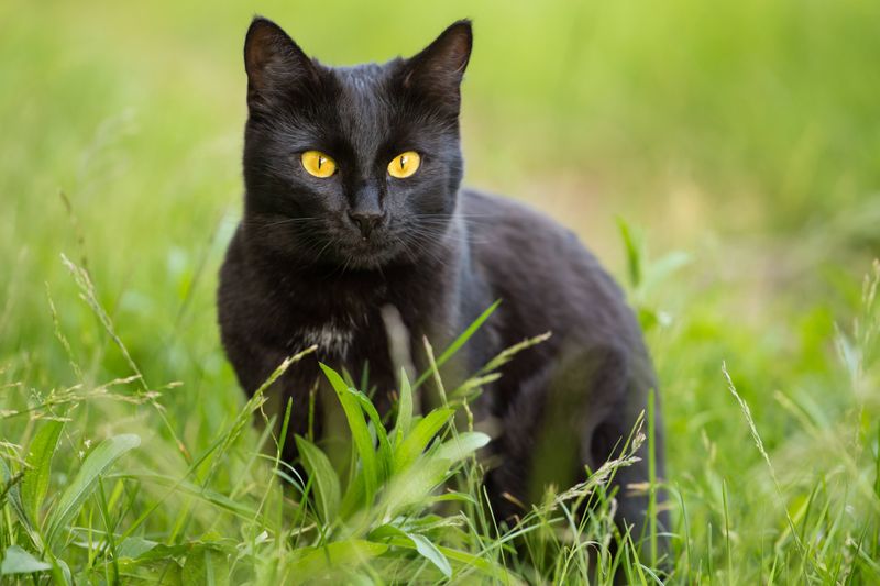 8 Interesting Facts About Cats in Different Cultures You Didn't Know About