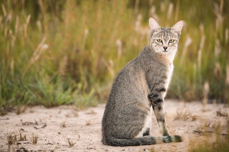 8 Interesting Facts About Cats in Different Cultures You Didn't Know About