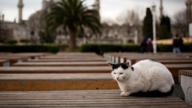 8 Interesting Facts About Cats in Different Cultures You Didn’t Know About