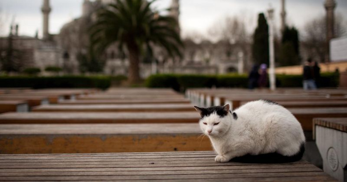 8 Interesting Facts About Cats in Different Cultures You Didn't Know About