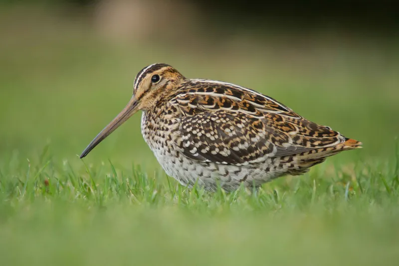 8 Migratory Birds That Travel the Longest Distances