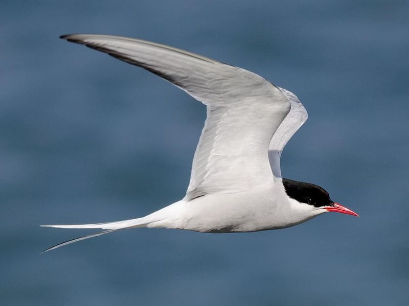 8 Migratory Birds That Travel the Longest Distances