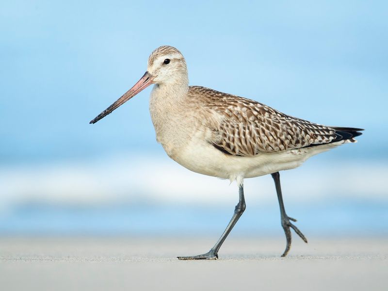 8 Migratory Birds That Travel the Longest Distances