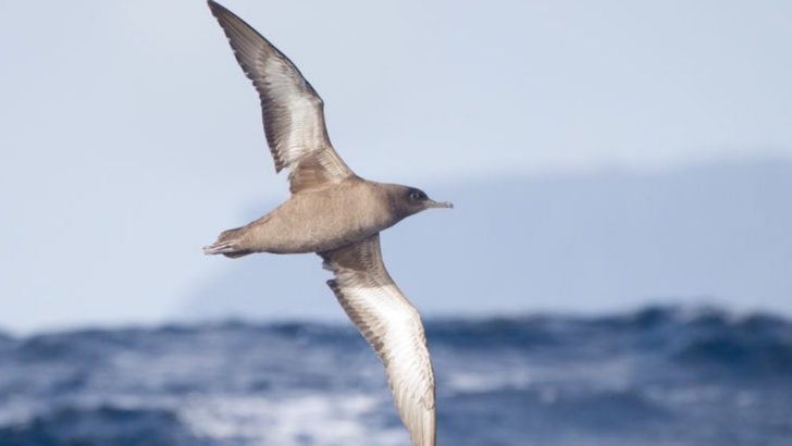 8 Migratory Birds That Travel the Longest Distances