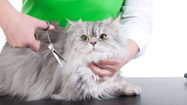 8 Must-Know Grooming Hacks for Long-Haired Cats That Will Keep Them Looking Majestic