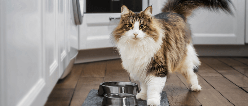 8 Must-Know Grooming Hacks for Long-Haired Cats That Will Keep Them Looking Majestic