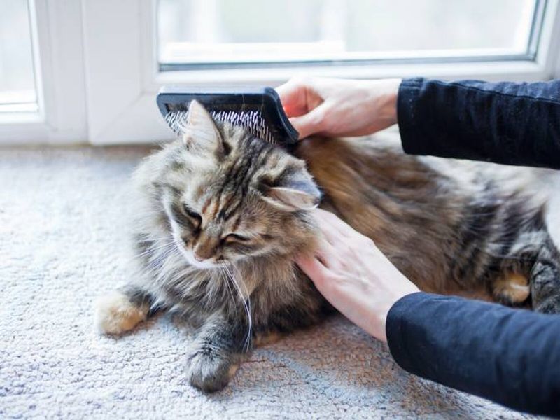 8 Must-Know Grooming Hacks for Long-Haired Cats That Will Keep Them Looking Majestic