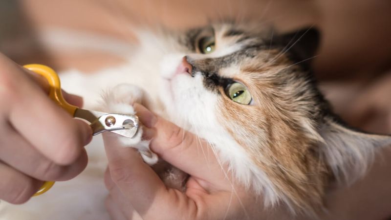 8 Must-Know Grooming Hacks for Long-Haired Cats That Will Keep Them Looking Majestic