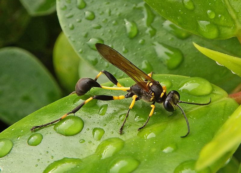 8 Nests That Prove Insects are the Greatest Architects of the Animal Kingdom