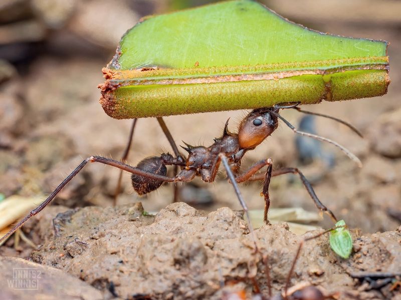 8 Nests That Prove Insects are the Greatest Architects of the Animal Kingdom