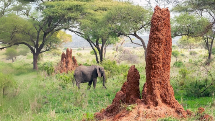 8 Nests That Prove Insects are the Greatest Architects of the Animal Kingdom