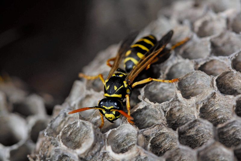 8 Nests That Prove Insects are the Greatest Architects of the Animal Kingdom