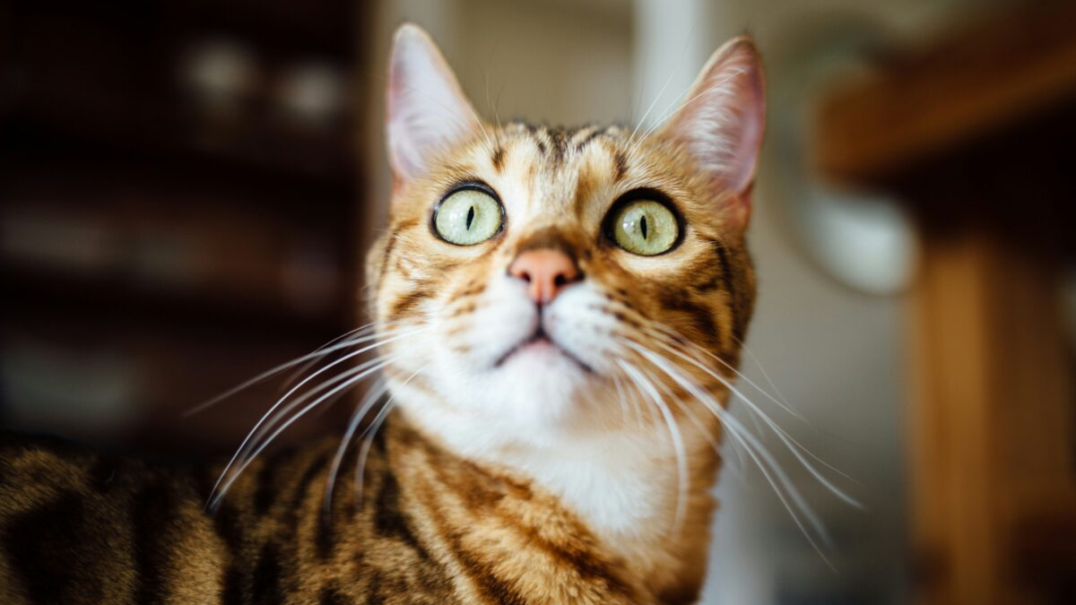 8 Secret Signals Your Cat Uses to Speak Without Making a Sound