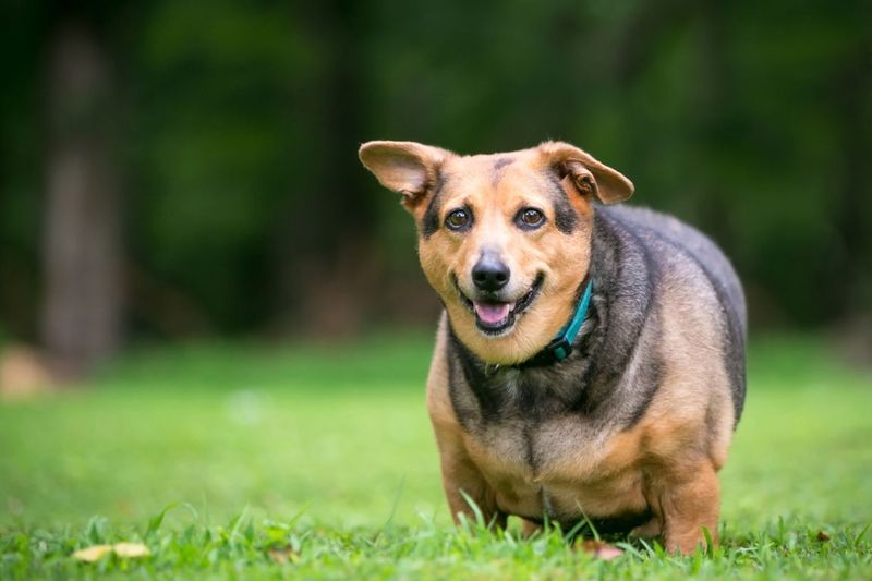 8 Signs Your Dog Might Be Overweight and How to Help Them Slim Down