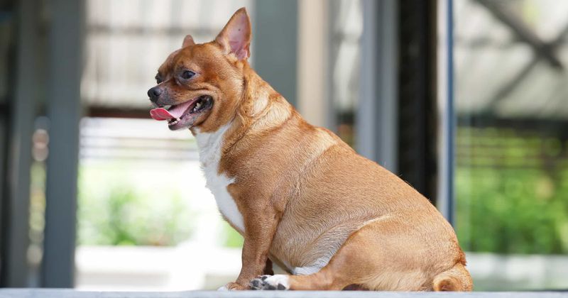 8 Signs Your Dog Might Be Overweight and How to Help Them Slim Down