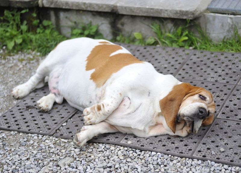 8 Signs Your Dog Might Be Overweight and How to Help Them Slim Down