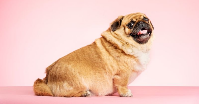 8 Signs Your Dog Might Be Overweight and How to Help Them Slim Down