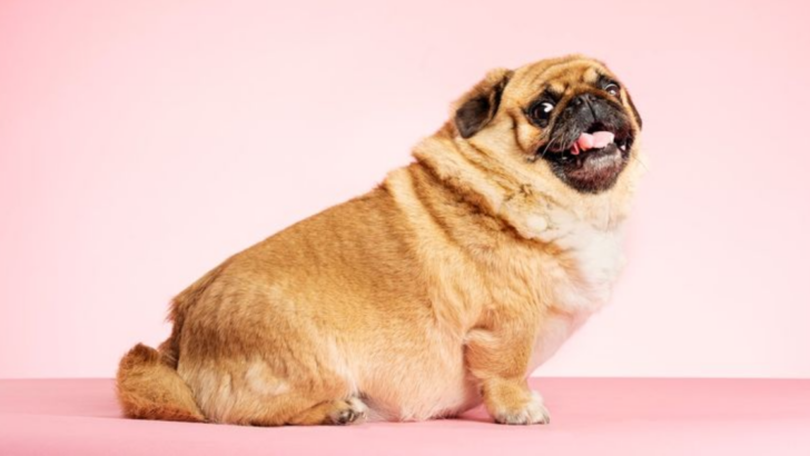 8 Warning Signs Your Dog Might Be Overweight and How to Help Them Get Fit and Healthy