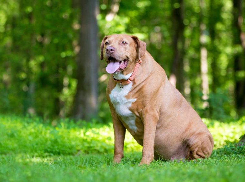 8 Signs Your Dog Might Be Overweight and How to Help Them Slim Down