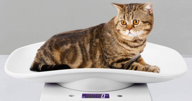 8 Surefire Ways to Prevent Obesity in Cats That You Can Apply Right Now