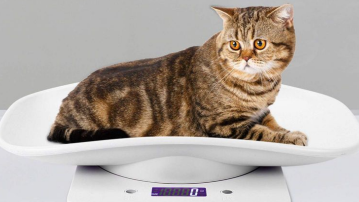 8 Surefire Ways to Prevent Obesity in Cats That You Can Apply Right Now